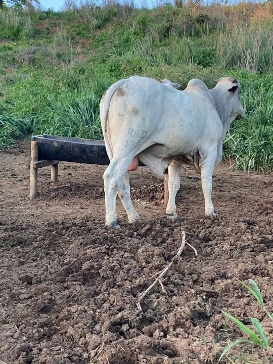 Touro Raça Nelore - registrado muito dócil - Foto 3