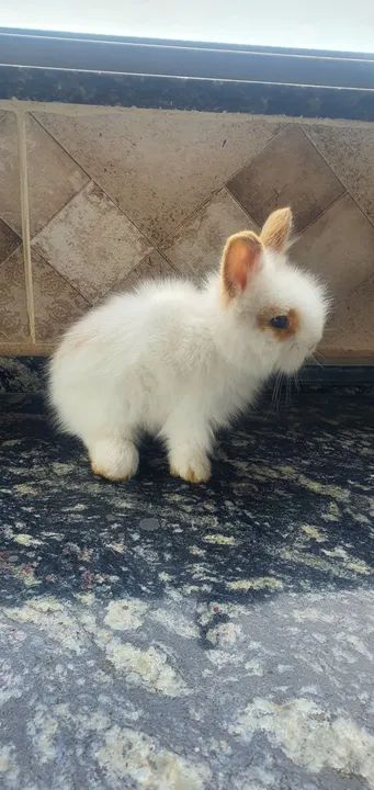 Filhote coelho Lionhead  - Foto 3
