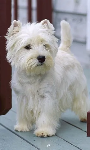 Westie 2024 terrier olx