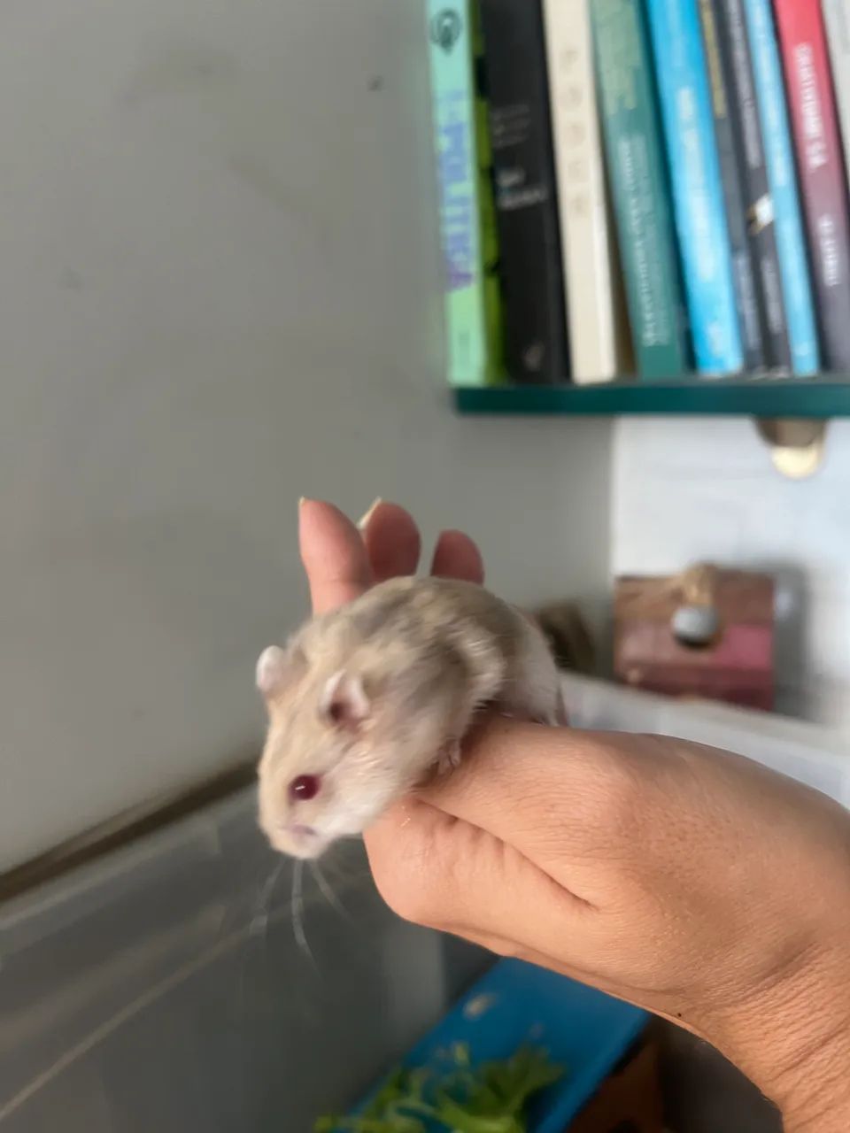 Hamster anao russo - olhos vermelhos - Foto 5