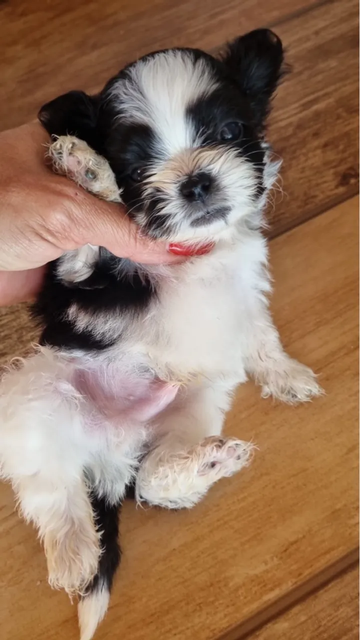 Filhotes de Shih Tzu puros.