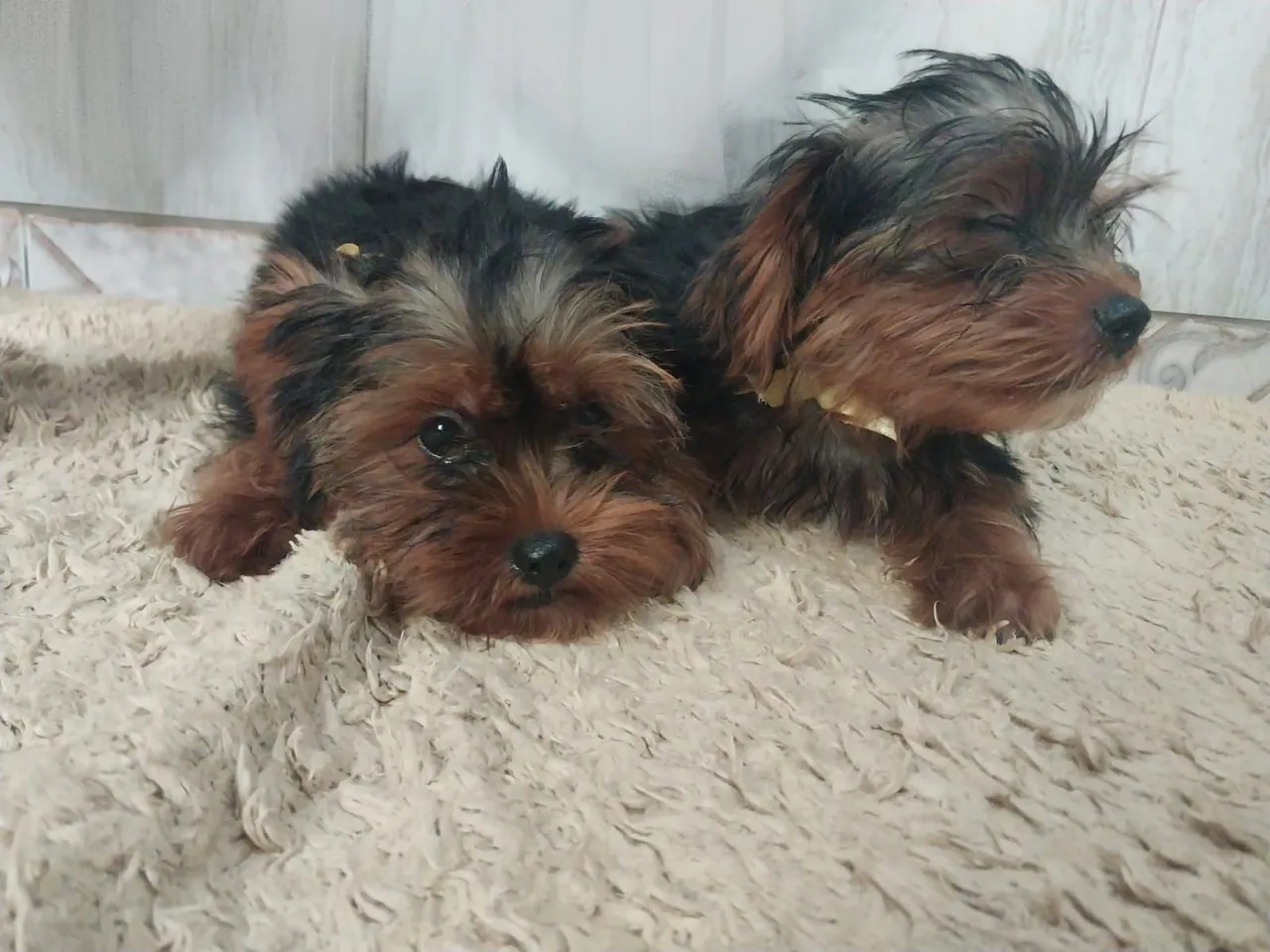Yorkshire Terrier Filhotes