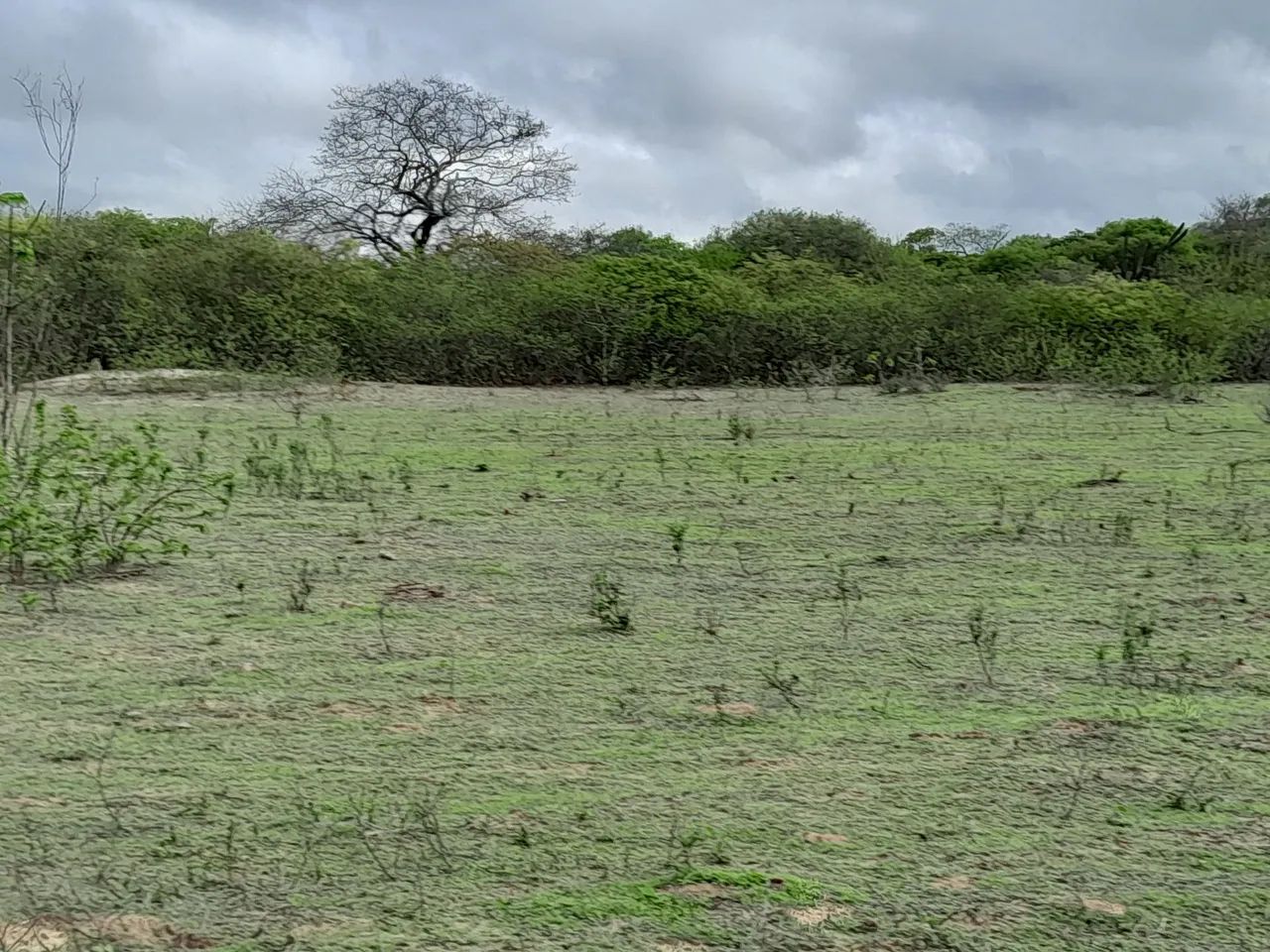 vende-se um sítio  com três  hectares  - Foto 4