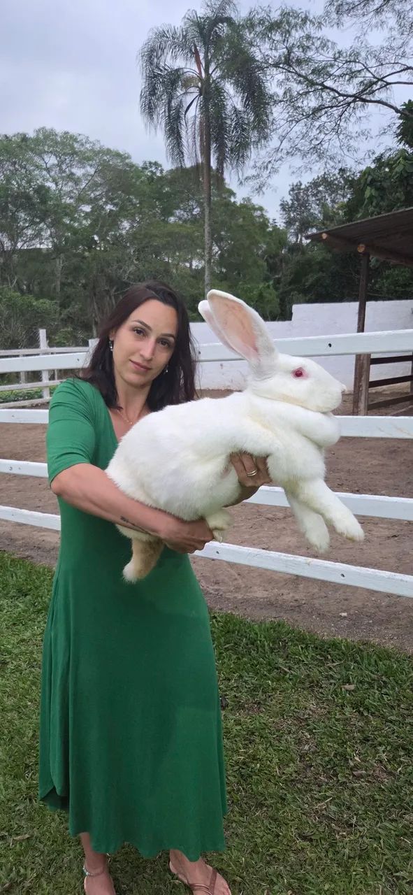 Criaçao completa Coelho gigante de flandres