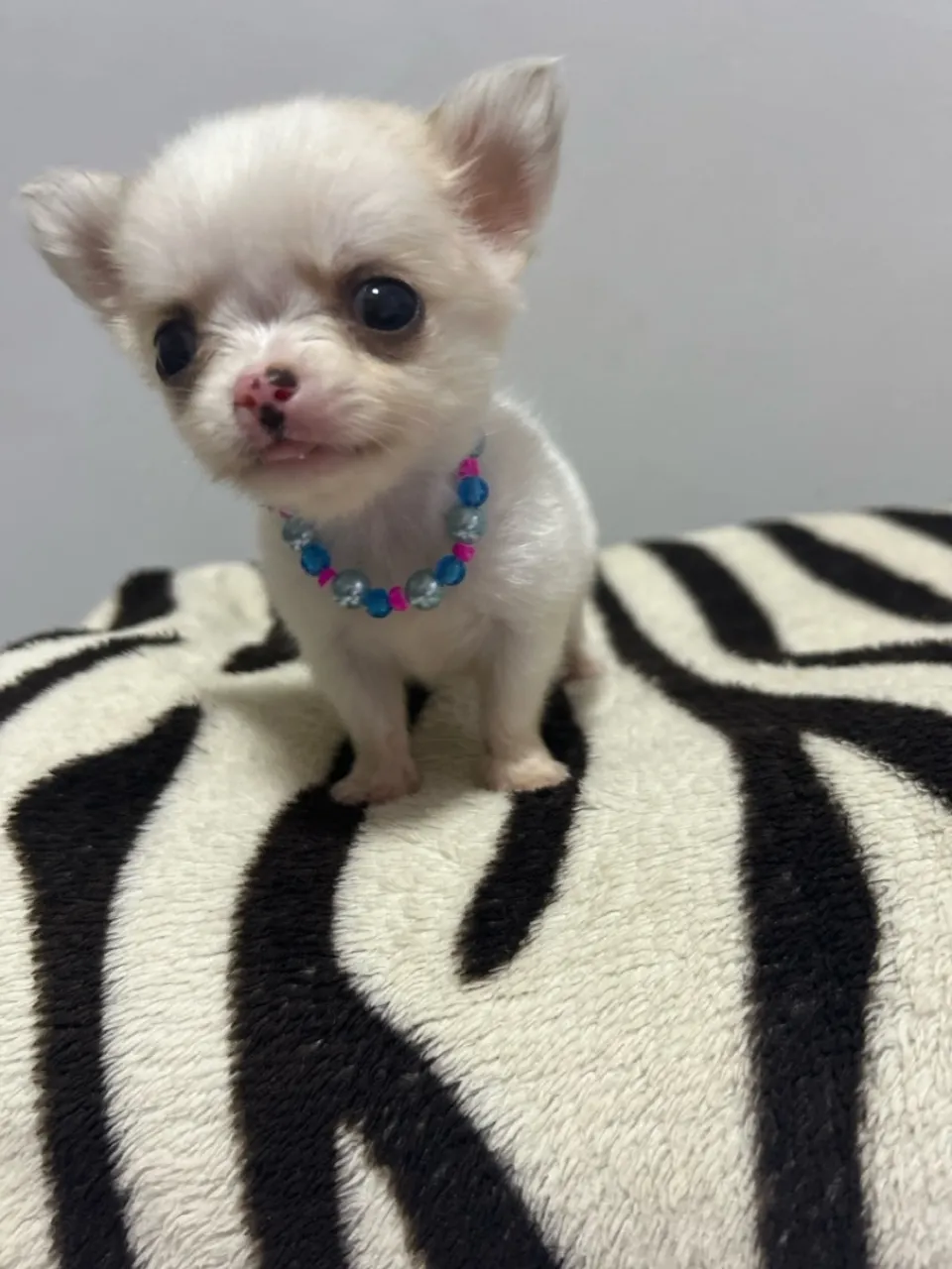 Filhote de Chihuahua macho pelo longo