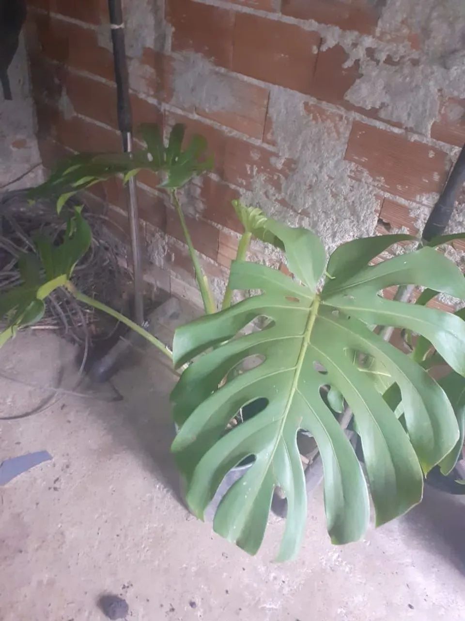 Planta Monstera Deliciosa costela de Adão - Foto 3