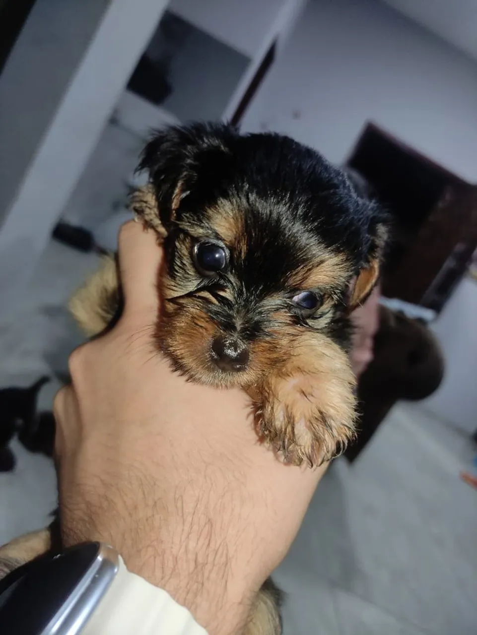 Yorkshire Terrier - Pelúcia de Bolso!