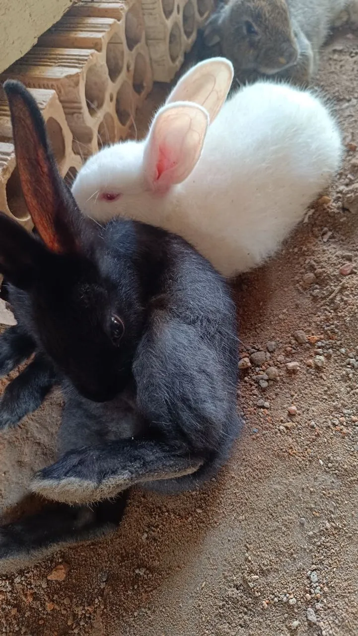 Coelhos jovens à venda (com três meses de idade).
