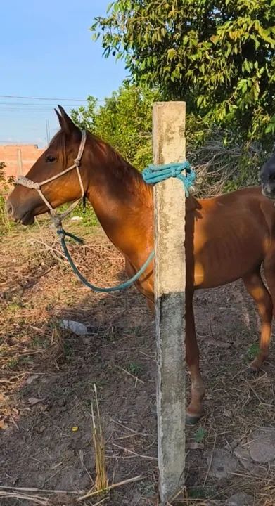 Potra lazã 2 anos e meio