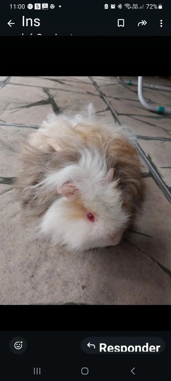 Porquinho da Índia de Peruano Fofura e Charme!