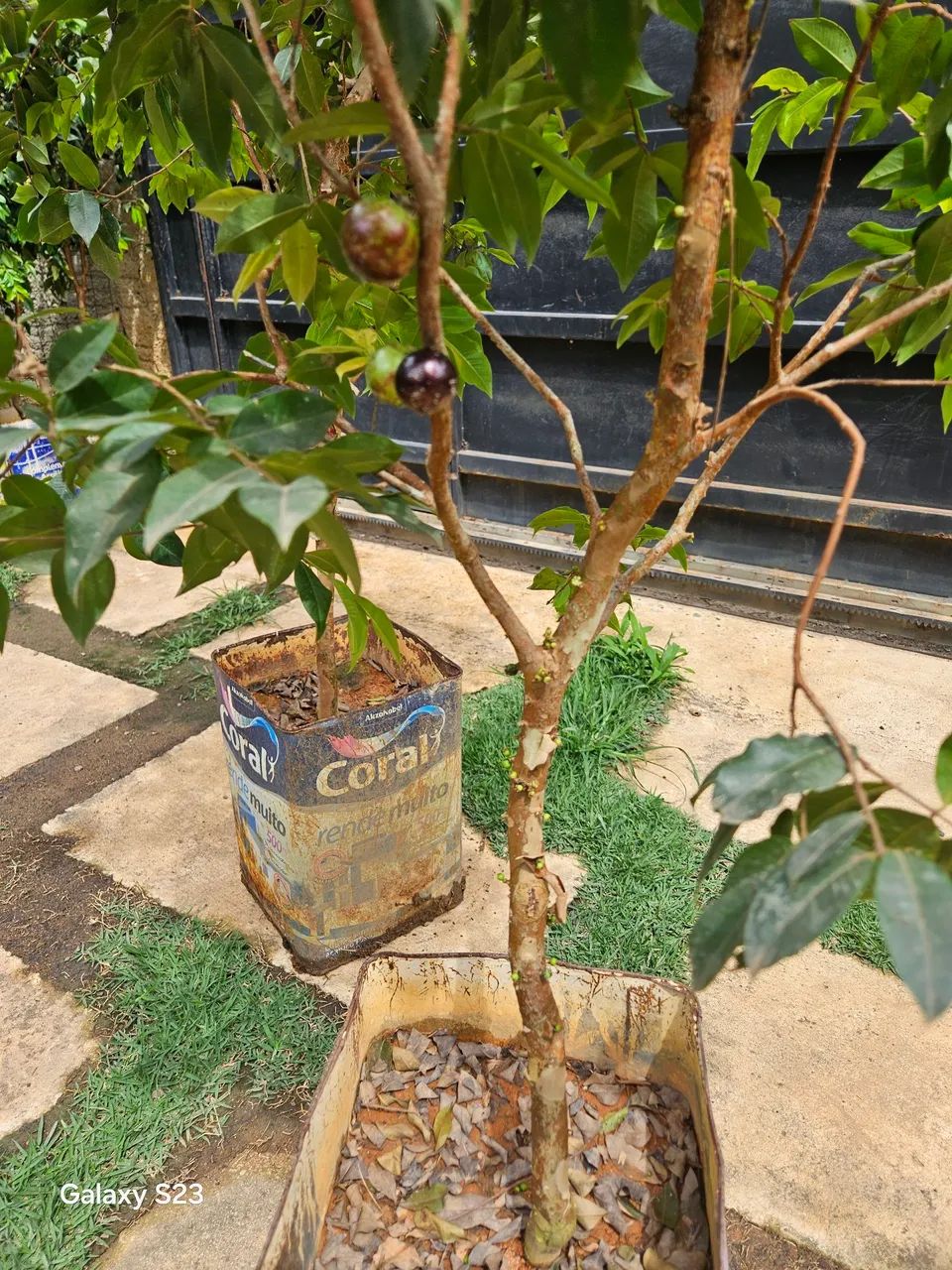 Jaboticaba produzindo  - Foto 4