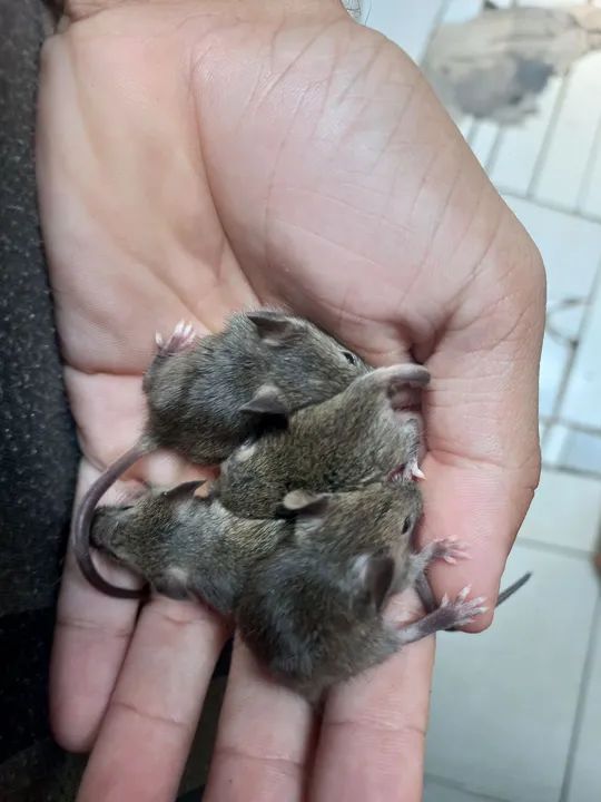 Topodongo camudongo - Foto 2