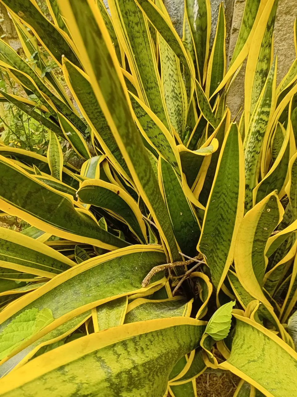 Mudas da planta "Espada de São Jorge "