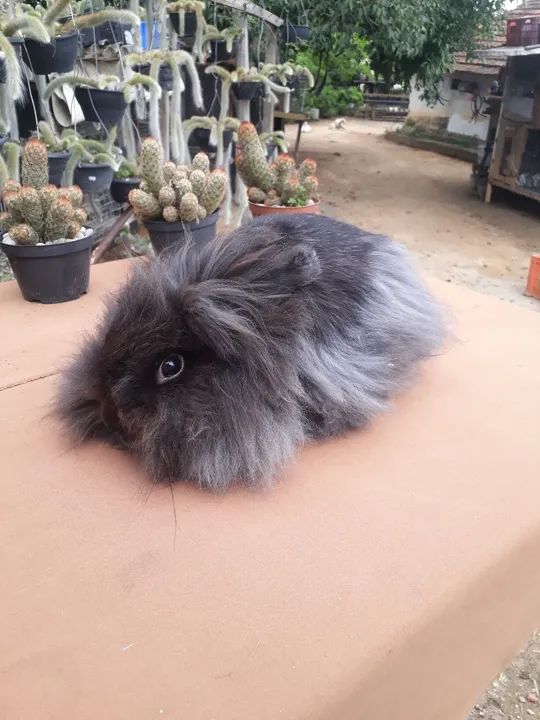 Coelho Lion Head raça pura - Foto 4