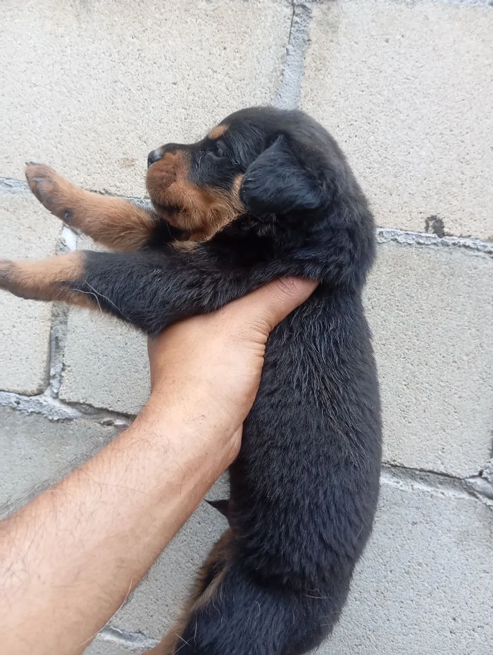 Vendo filhote de rotivale 25 dias de nascido aceito proposta dúvida no ZAP *