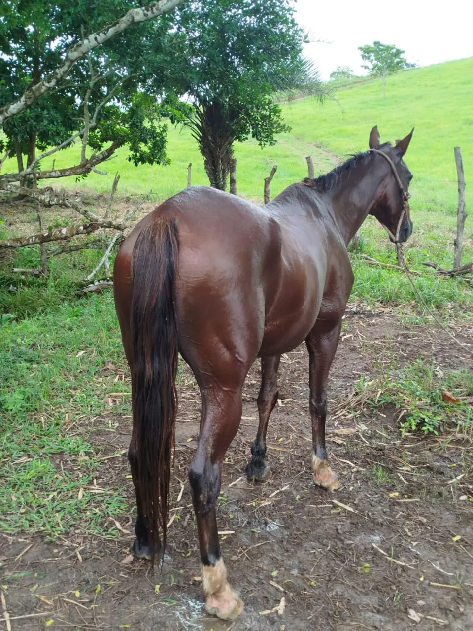 Cavalo para venda