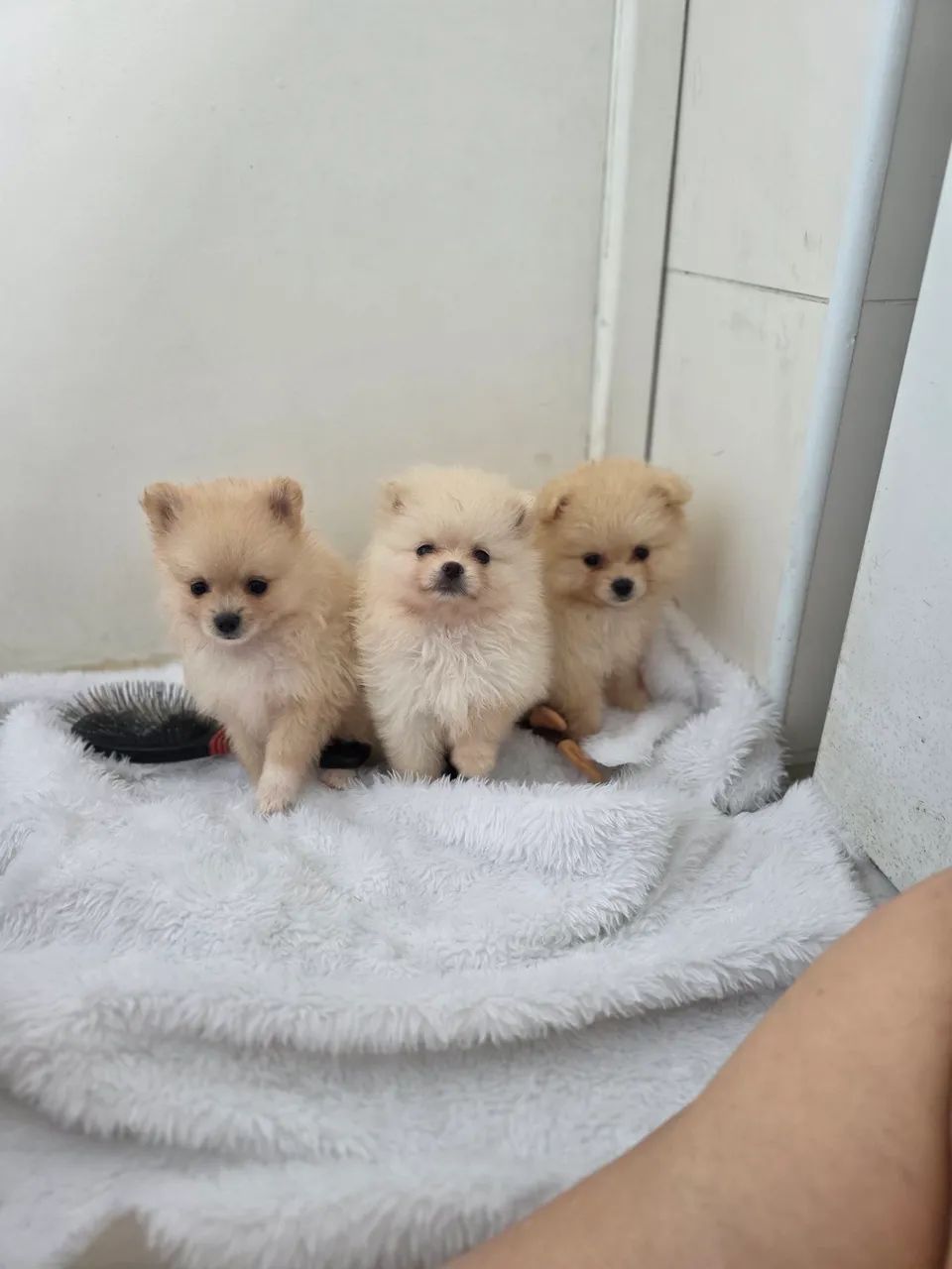 Lulu da Pomerânia Anão  - Filhotes fêmea e Macho - Foto 2