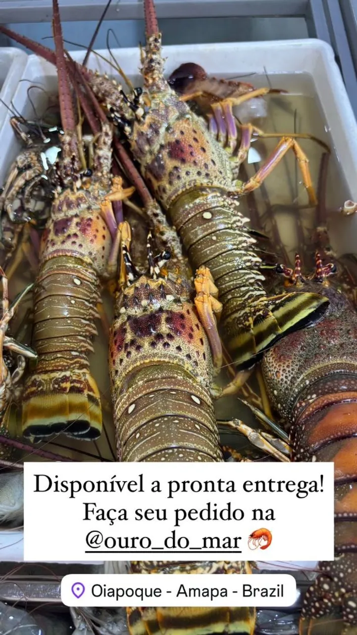 Lagostas frescas, a pronta entrega!