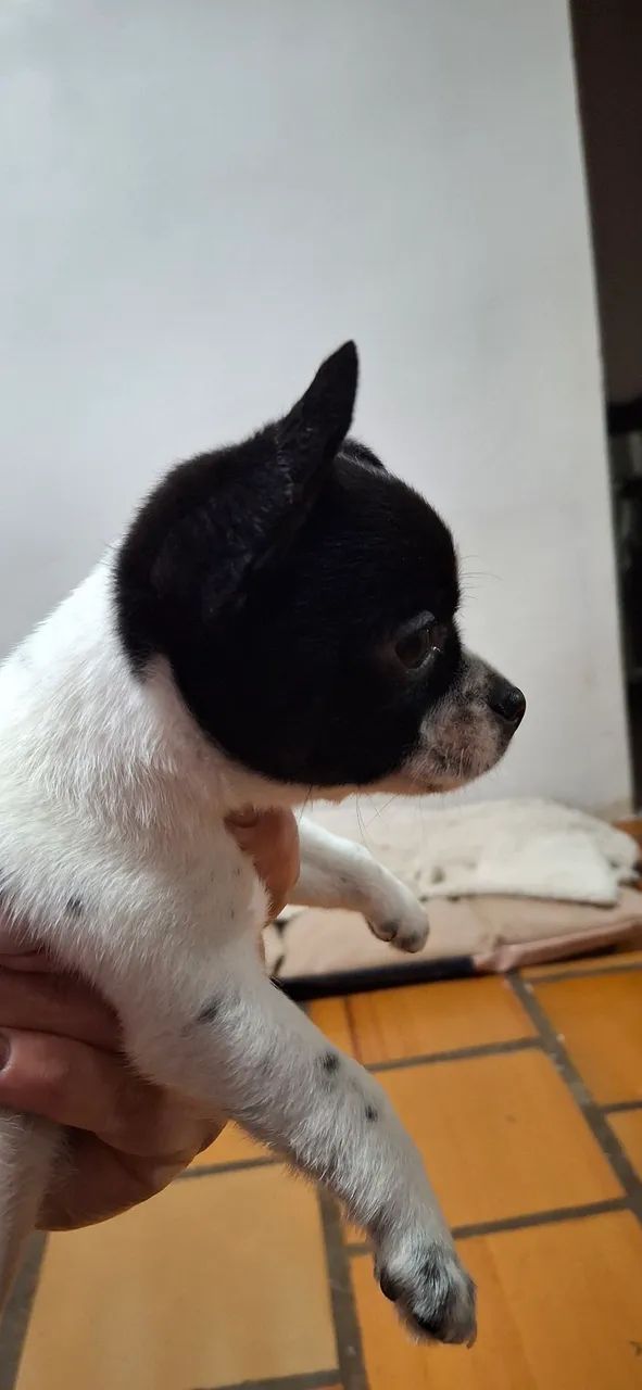 Filhote de Chihuahua fêmeas - Foto 5