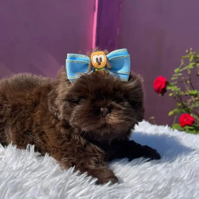 shitzu chocolate machinho