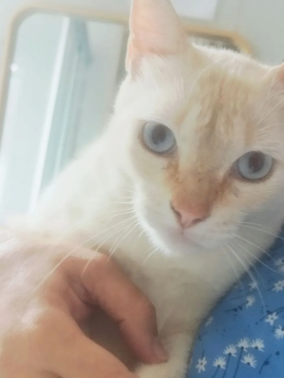 Gata castrada para adoção (Gato /Gatinha /Pet)