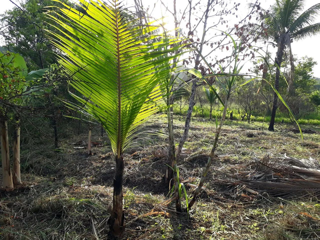 Vende se sítio  - Foto 5