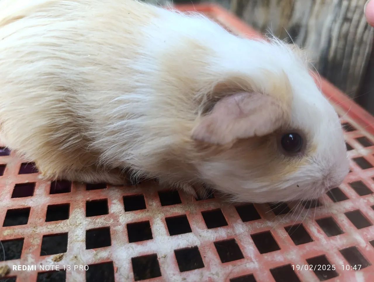 Porquinho da Índia  - Foto 2