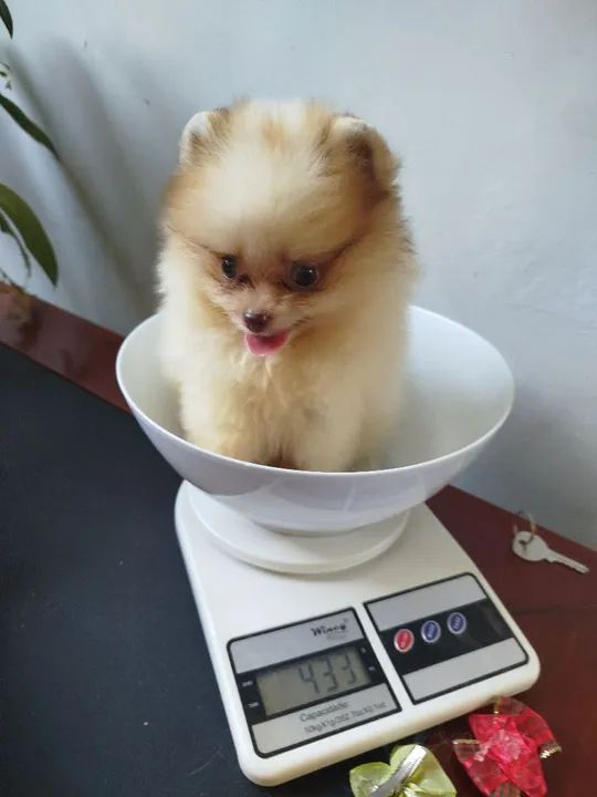 Spitz alemao - Foto 2