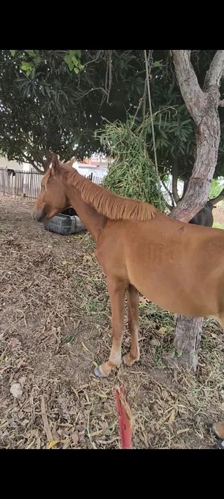 Potra lazã 2 anos e meio - Foto 4