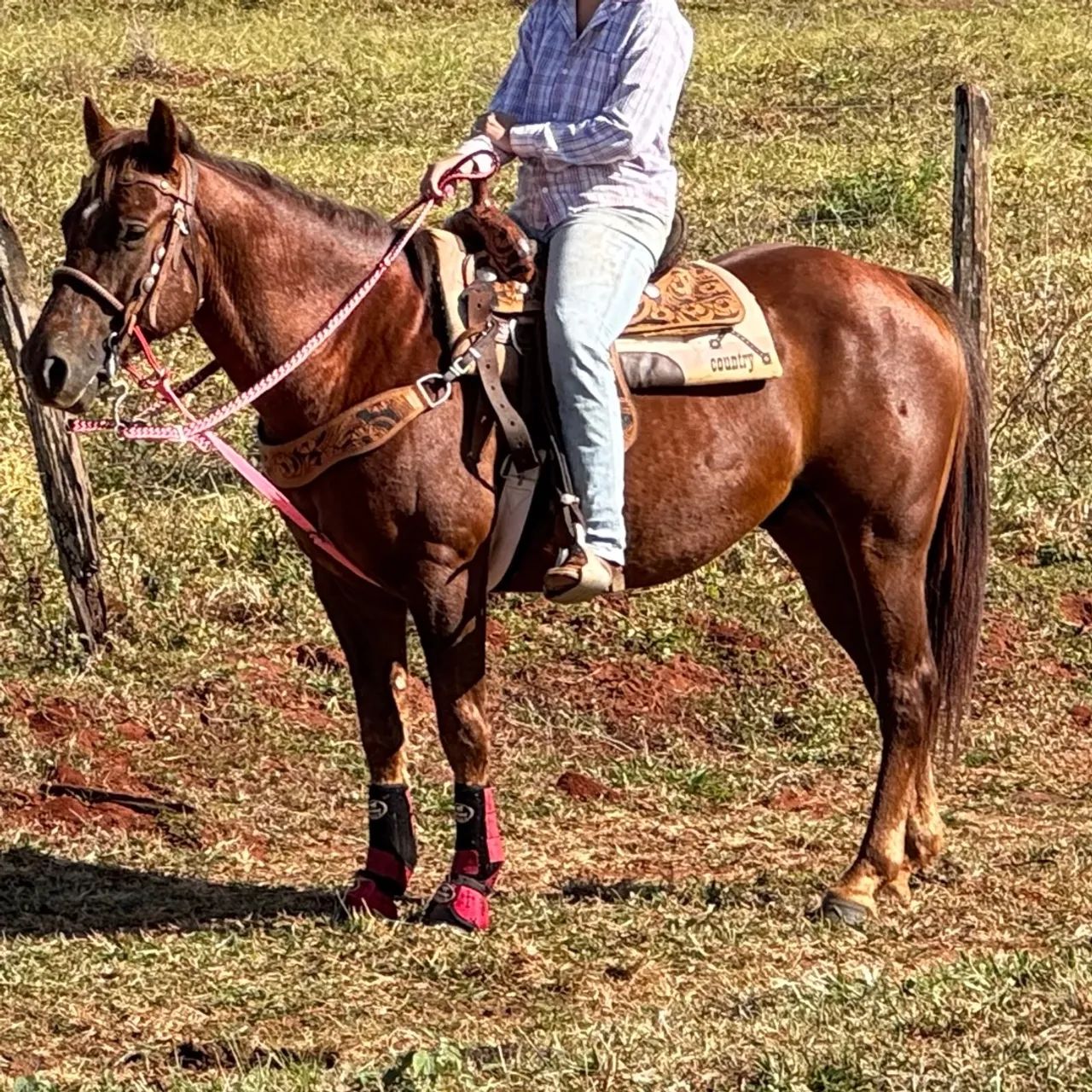 Cavalo Quarto de Milha 