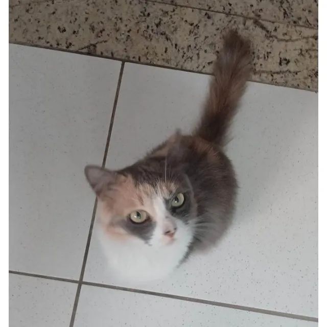 Adoção gata castrada - Foto 5