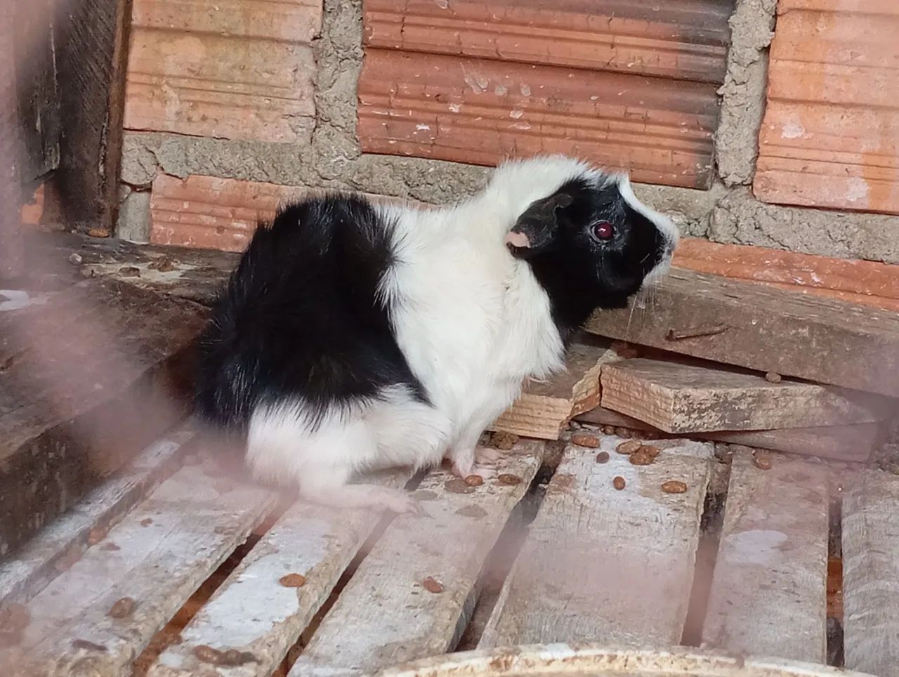 Porquinho da índia. - Foto 2