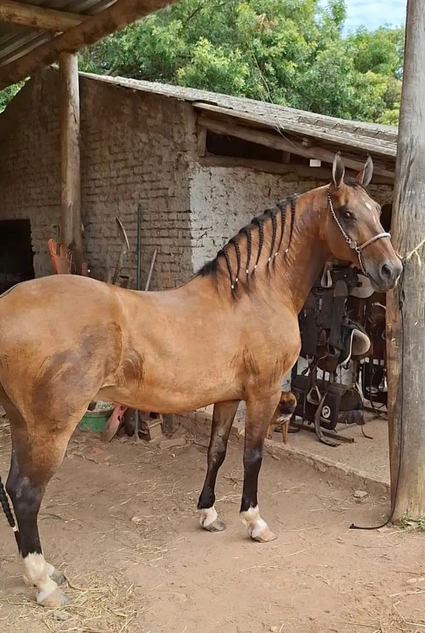 CASTRADO LUXOOOOO (marcha picada) - Foto 6