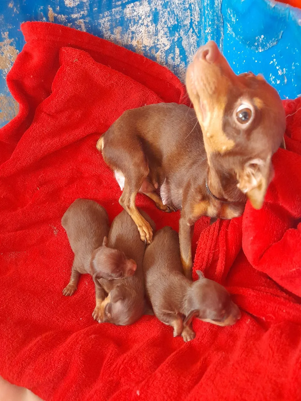 Filhote de Pinscher chocolate
