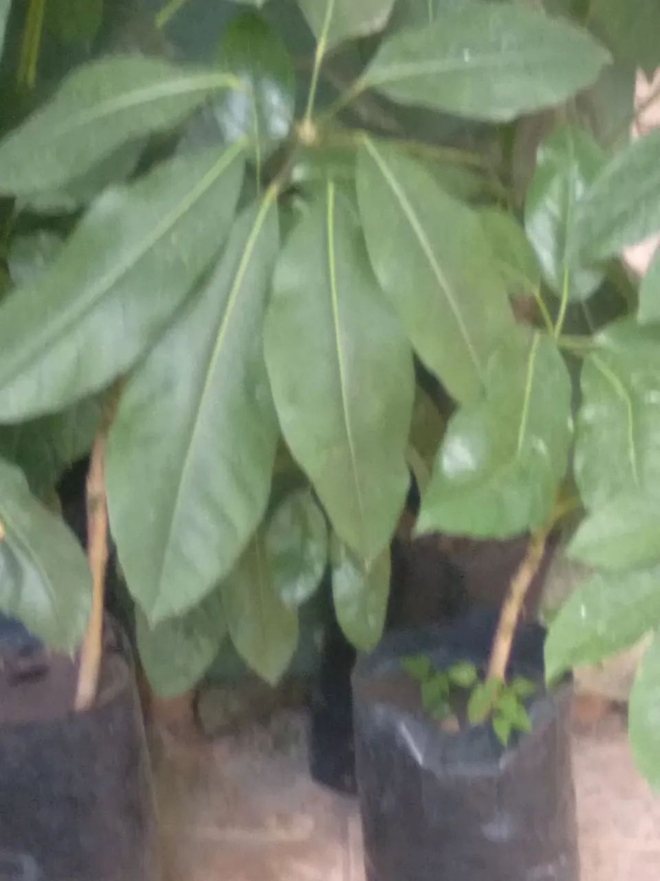 Muda de árvore polvo  - Foto 2