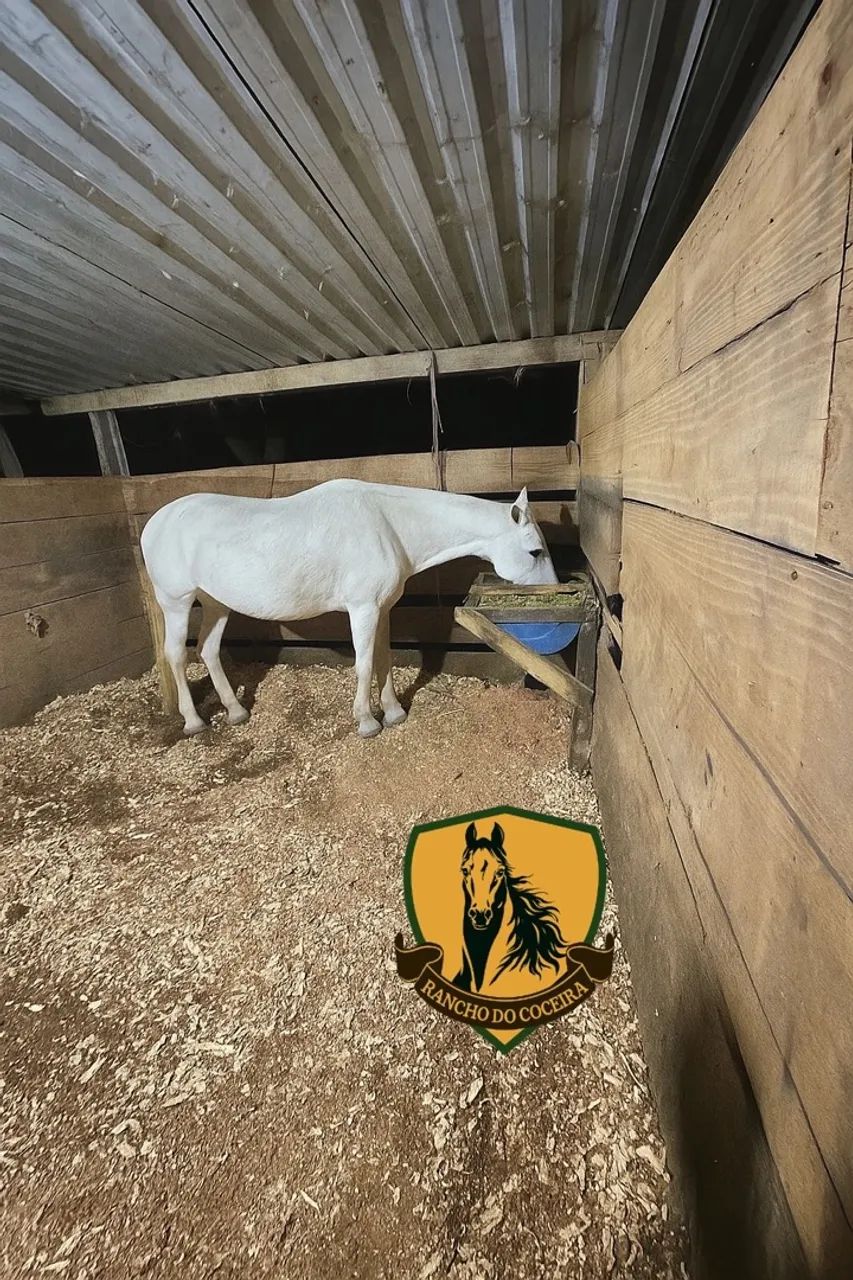 Égua genuína de marcha picada  - Foto 2