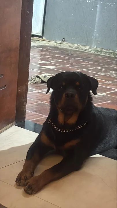 Rottweiler - Cachorros - Santo Antônio (Manilha), Itaboraí 1381603934 | OLX