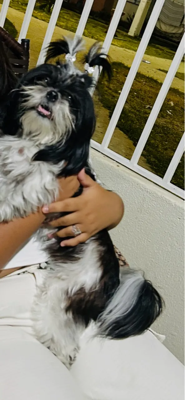 Shih Tzu Fofo à Venda!