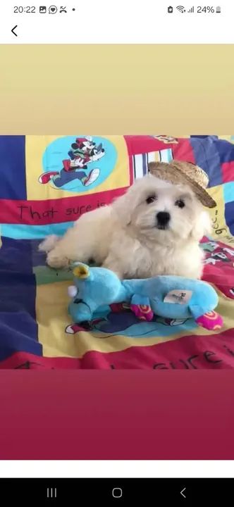 Três filhotes de Maltês - Foto 2