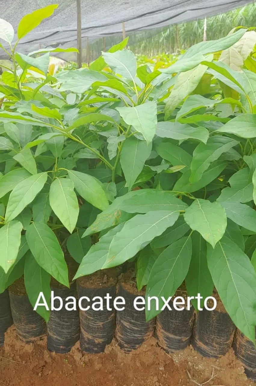 Mudass de Abacate Enxertado - Qualidade Garantida
