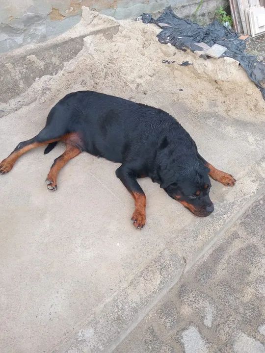 Doação rotweiler fêmea 