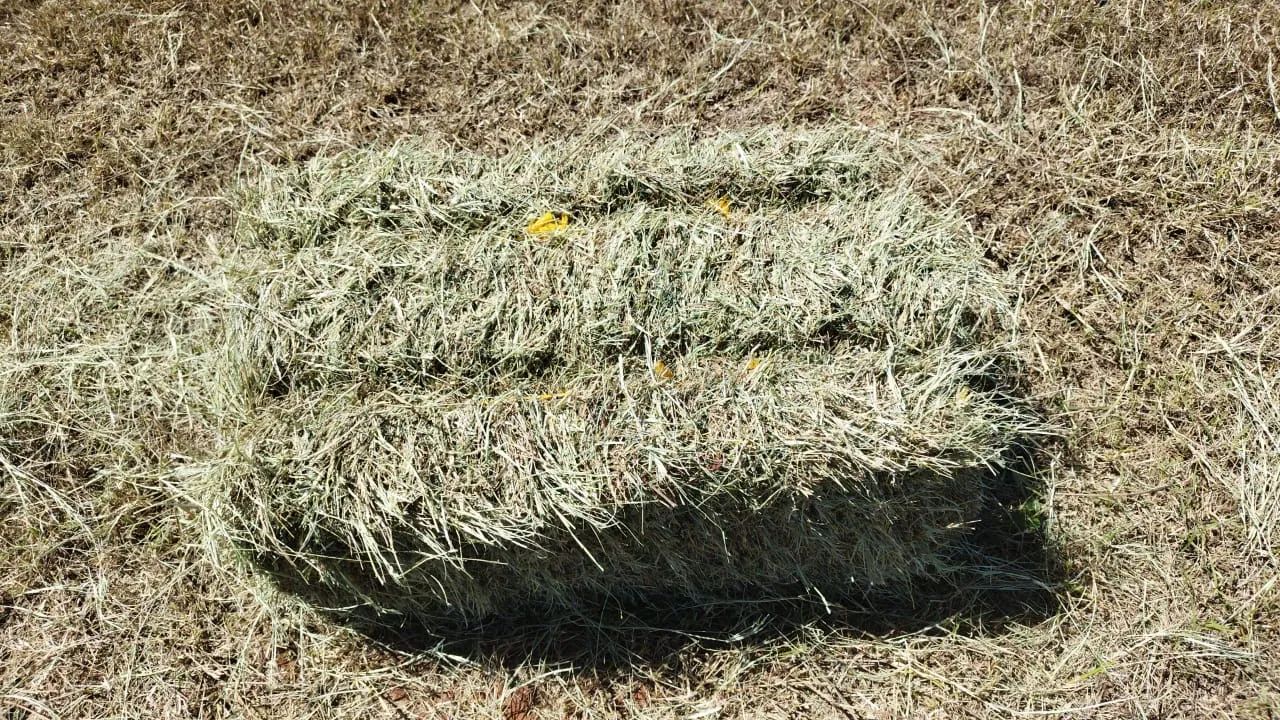 Feno tifton  - Foto 2