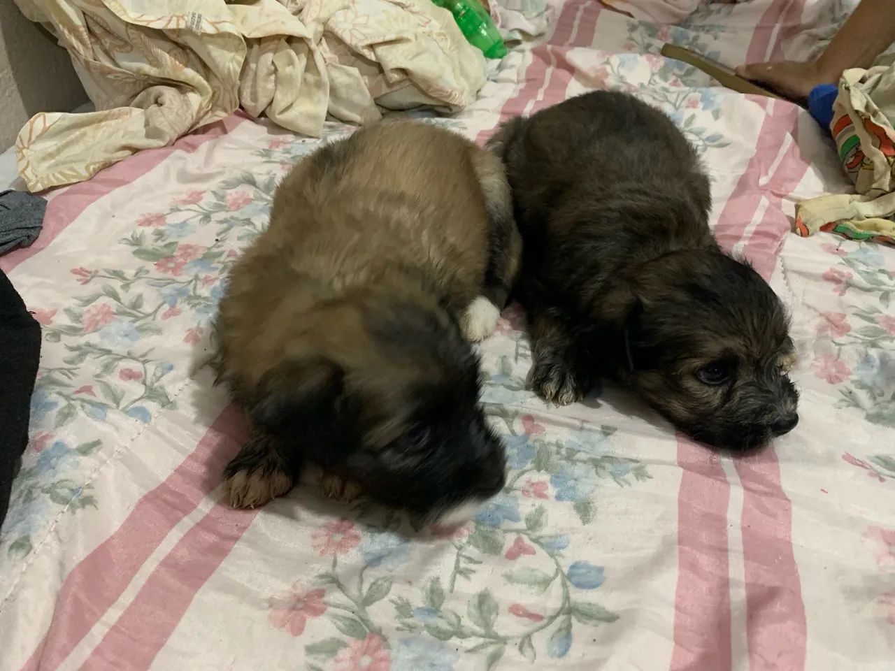 Lhasa com poodle  - Foto 2