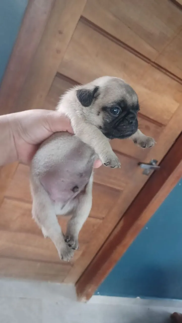 Filhote de Pug puros legítimos