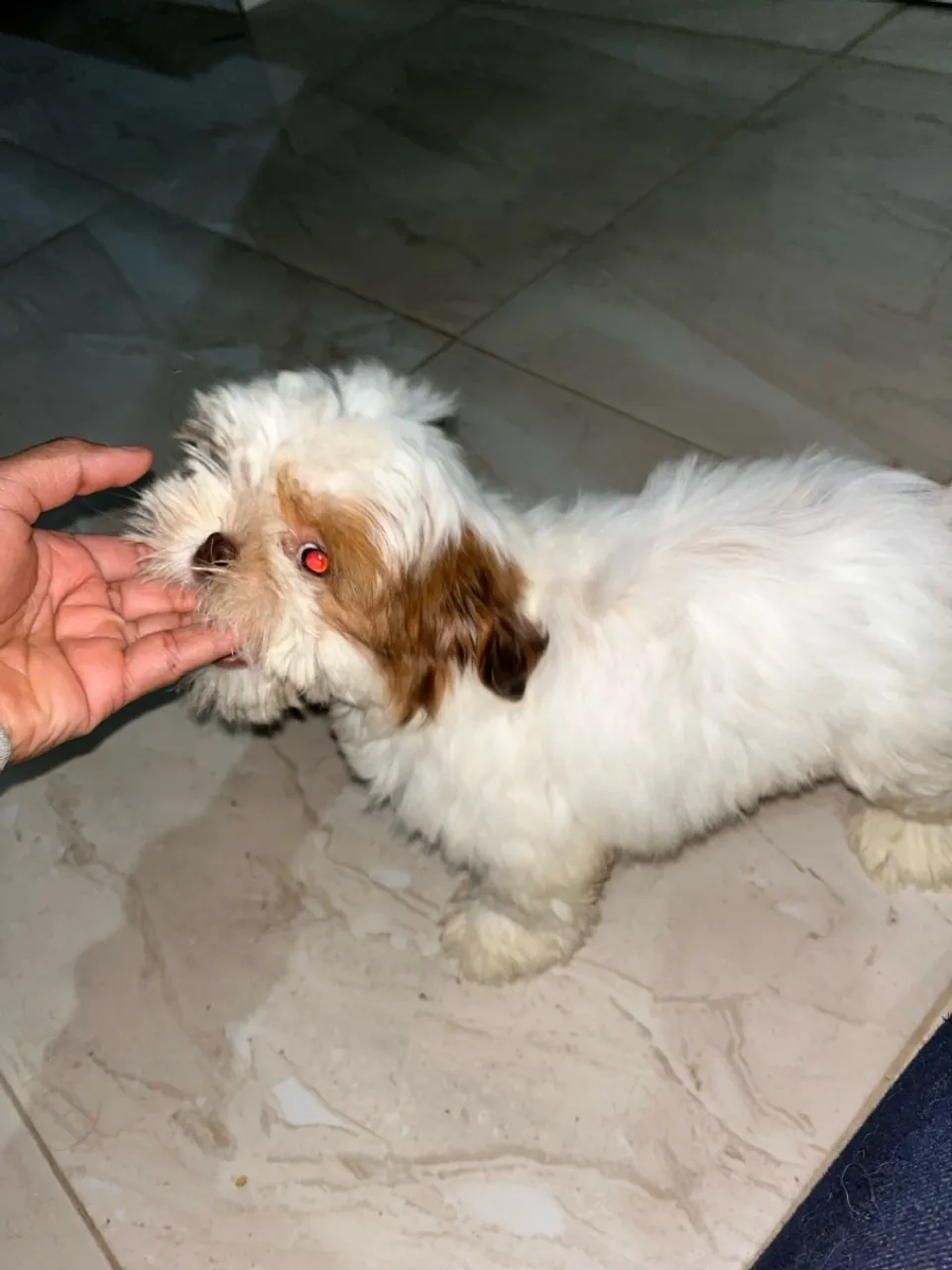 Filhote Shih Tzu