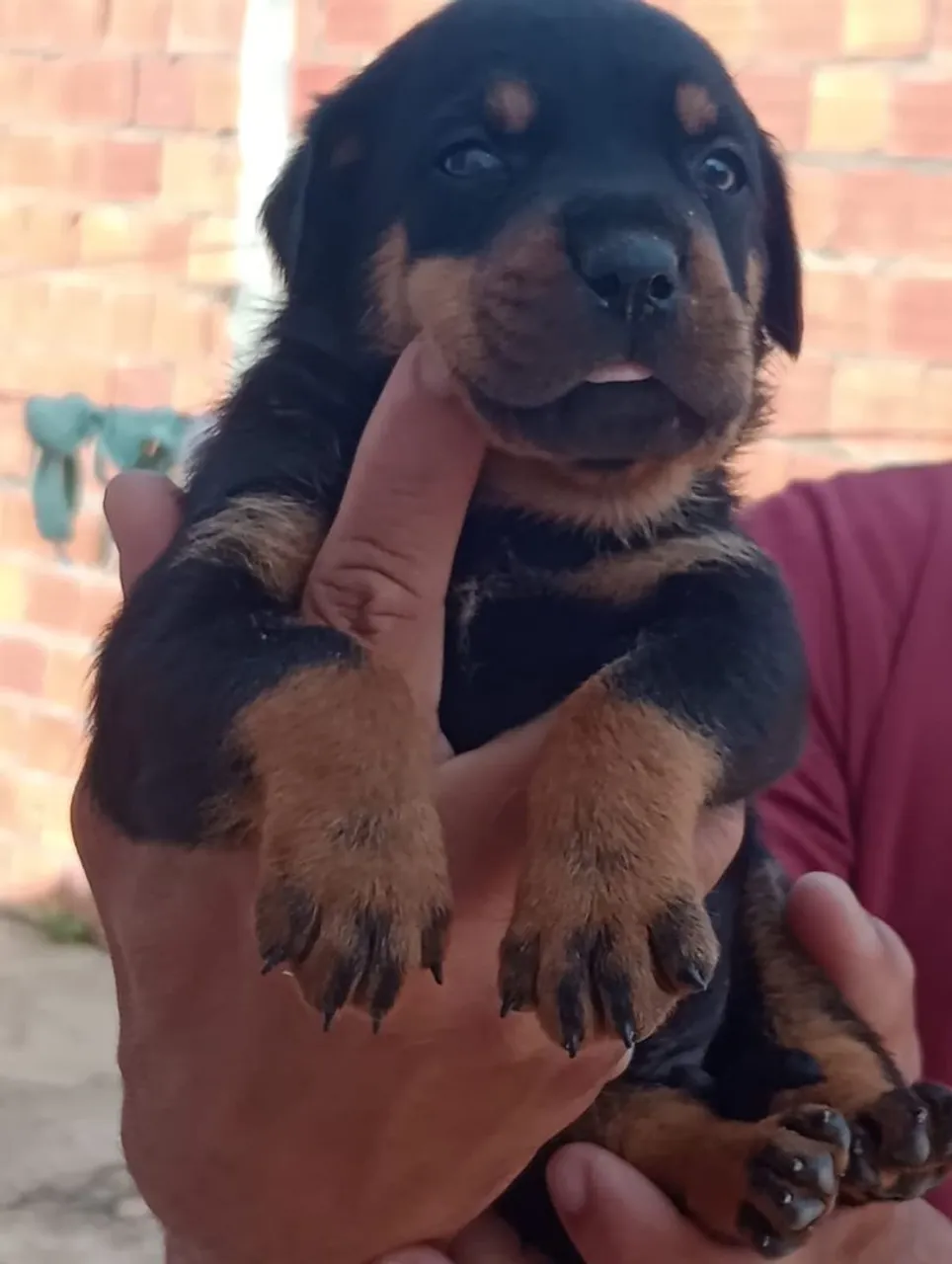 Filhote de Rottweiler disponível para adoção