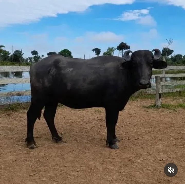 Búfalas Qualidade 
