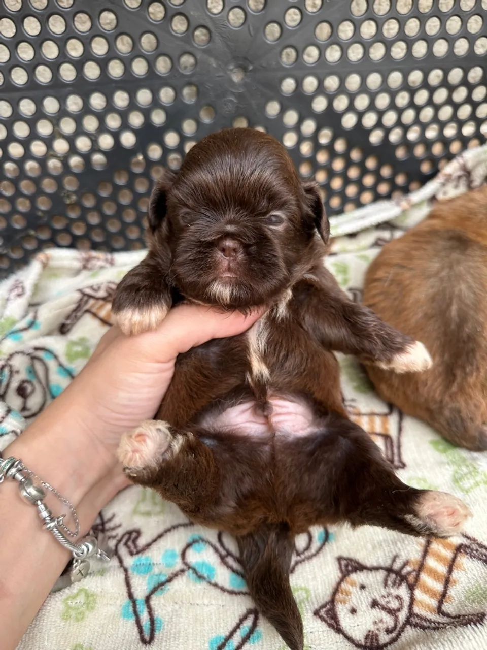 Shihtzu machinhos mini