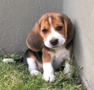 Beagle, um lindo membro pra sua família.