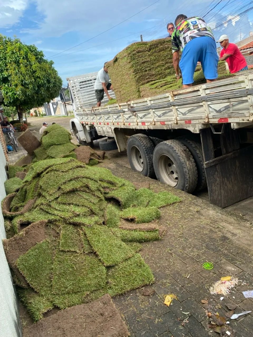 Grama esmeralda para jardim